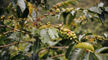La planta de donde se
