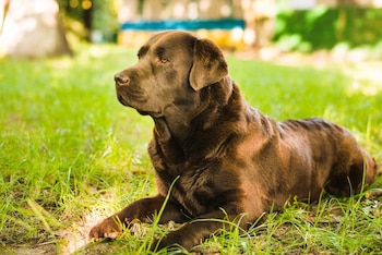 Perro de raza Labrador Retriever con pelaje marrón echado sobre el césped verde