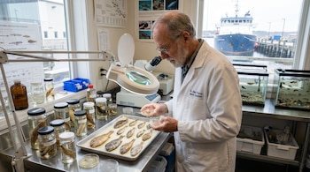 Científico barbudo en bata de laboratorio examina peces en una bandeja. El laboratorio tiene frascos de especímenes y una ventana con vista a un barco en el puerto.
