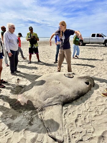 Nyegaard responde a las preguntas