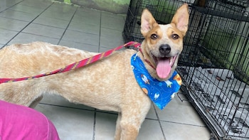 Marcelito fue regresado por su