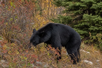 Un oso negro entre arbustos con frutos rojos y ramas secas junto a un pino.