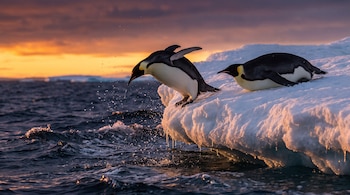 Dos pingüinos emperador sobre una plataforma de hielo junto al océano agitado bajo un cielo al atardecer.