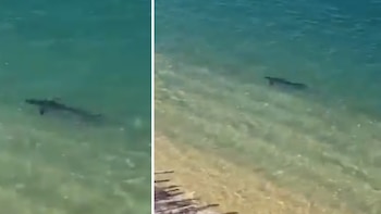 Susto en Acapulco: un tiburón