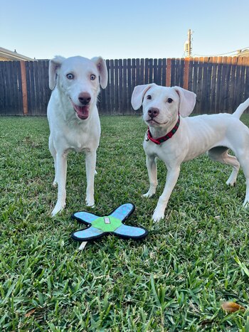 Echo encontró un amoroso hogar al lado de sus nuevos "hermanos", quienes también son sordos.
echo, perros, abandono, maltrato animal, Luisiana, Estados Unidos, mascotas, animales
