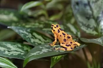 La rana dorada fue declarada