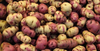 papa peruana