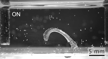 Un hidrogel impreso en 3D multiplica el desplazamiento de los actuadores - crédito captura de pantalla ETH Zürich