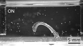 Crean robots con músculo vivo que nadan, saltan y agarran objetos sin motores rígidos