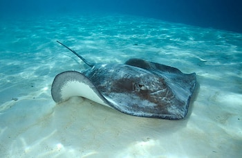 Aunque las picaduras de estos