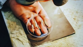 El hallazgo revela una inesperada