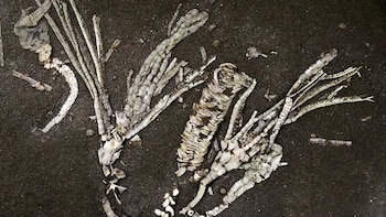 Un fósil de 450 millones de años revela secretos ocultos de los océanos primitivos