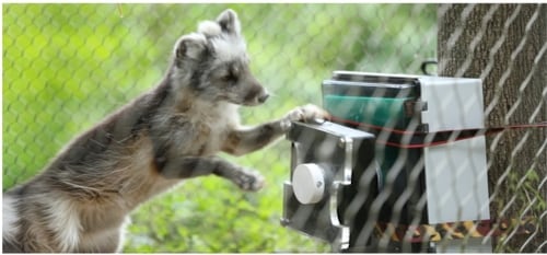 El zorro ártico Hudson usa una caja interactiva en el zoológico de Stone para obtener comida al girar una rueda con las patas (Gentileza, estudio Engañados: Diseño y evaluación de un rompecabezas interactivo modular para el enriquecimiento cognitivo de los animales de zoológico, publicado en ACM Digital Library)