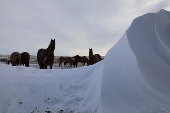 Si bien los cerdos pueden