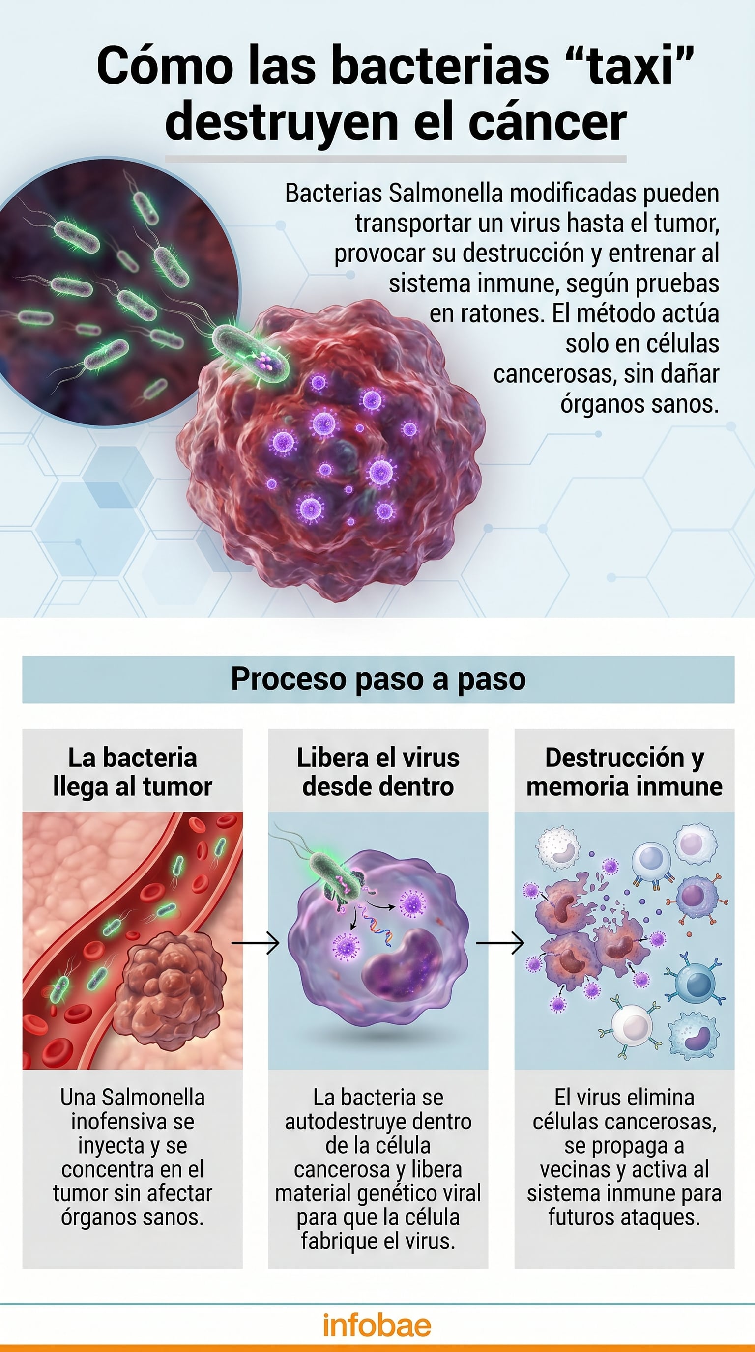 Un estudio en ratones demostró que bacterias modificadas pueden llevar un virus hasta el tumor, destruirlo y enseñarle al sistema inmune a evitar que vuelva. (Imagen Ilustrativa Infobae)