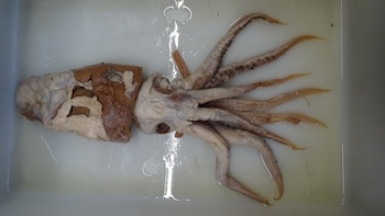 El calamar de Poseidón, una nueva especie descrita por españoles: fue hallado en el estómago de un cachalote y pasó 70 años mal identificado