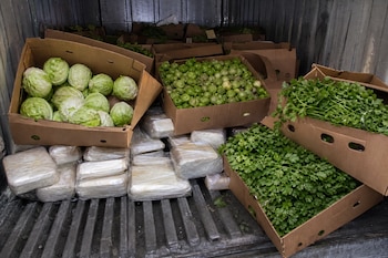 Cajas de cartón con repollos, tomatillos y cilantro colocadas sobre paquetes rectangulares envueltos en plástico transparente dentro de un camión.