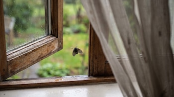 Una mosca de humedad con alas peludas vuela hacia una habitación a través de una ventana de madera abierta. Gotas de agua están en el alféizar y el cristal.