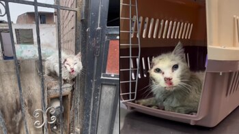 El felino fue reportado por