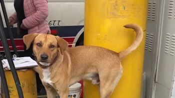 Hace año y medio, 'Gringo'