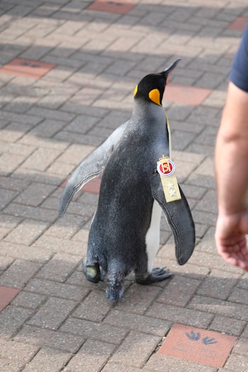 El pingüino portó con orgullo