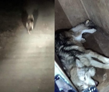 Los médicos veterinarios confirmaron que