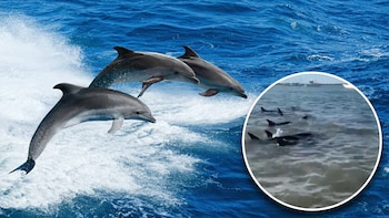 Delfines quedan varados en costas