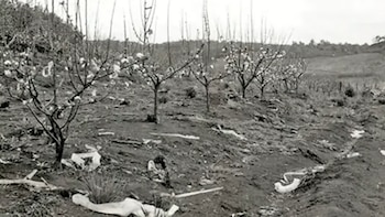 Shindo Renmei, la secta japonesa que asesinó a quienes aceptaban la derrota de Japón tras la Segunda Guerra Mundial