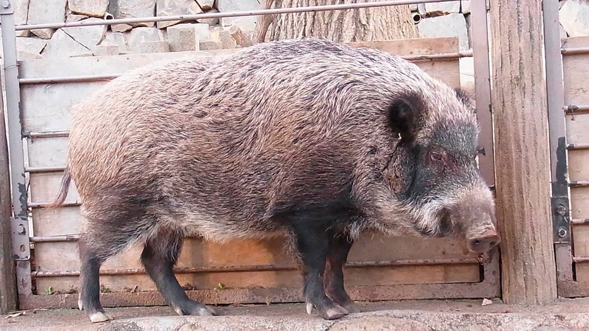 La naturaleza mostró una rápida capacidad de adaptación genética tras el desastre nuclear, generando valiosos datos para estrategias de conservación y control faunístico (Urasumaru - ArgentiNat)