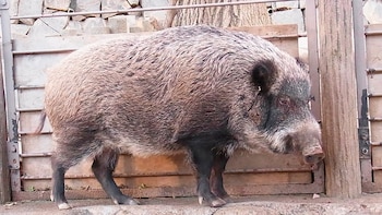 La naturaleza mostró una rápida