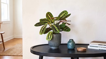 Mesa negra con una planta de hojas estampadas en maceta estriada, un jarrón azul, posavasos de madera y libros apilados.