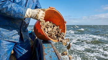 Primer plano de una persona con traje azul y guantes blancos sucios vertiendo ostras juveniles desde un balde naranja a las aguas agitadas del Mar del Norte bajo un cielo despejado.