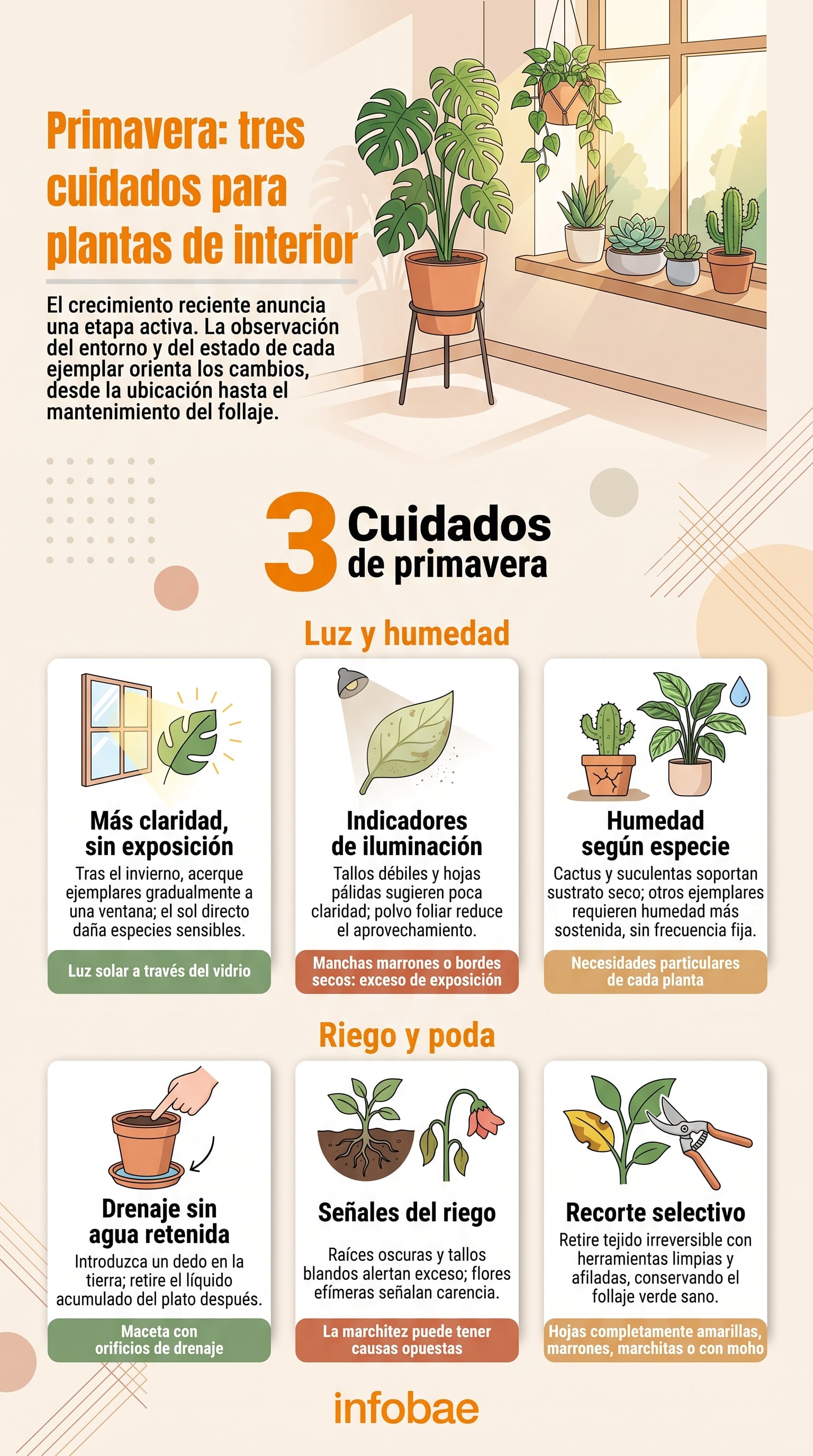 El cambio de estación invita a adaptar los cuidados de las plantas de interior según sus necesidades particulares. (Imagen Ilustrativa Infobae)