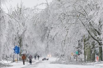 Nieve y hielo cubren árboles