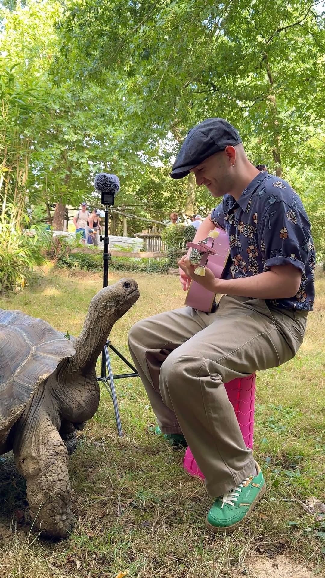 Una tortuga muy interesada en Plumes y su música