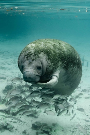 Primer plano submarino de un manatí (Trichechus manatus latirostris)