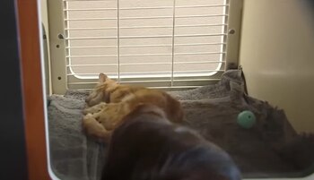 La Sociedad Protectora de Animales