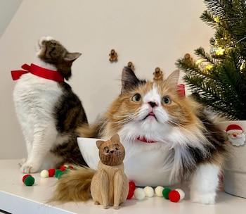 Adoptar gatos especiales no fue