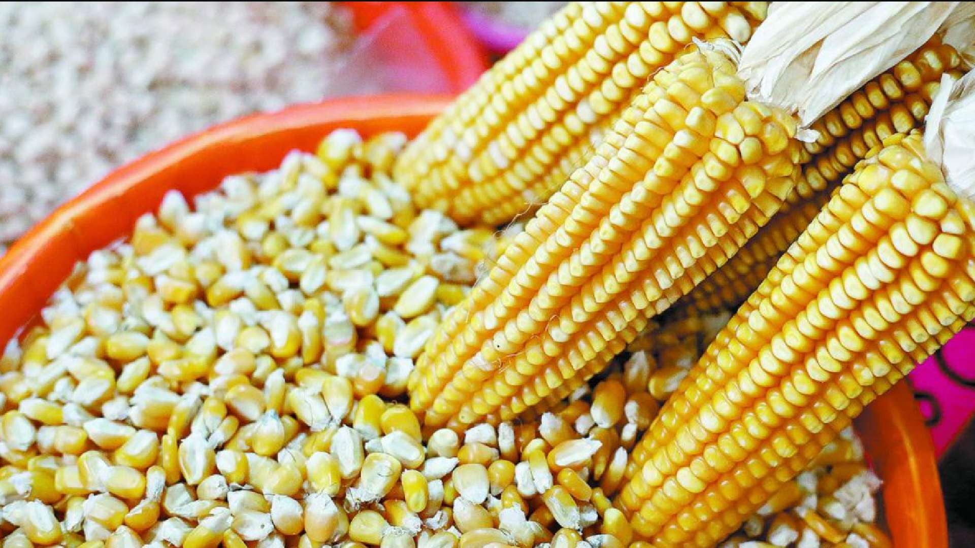 El Consejo Nacional Agropecuario prevé que México dependerá hasta un 80% de las importaciones de maíz