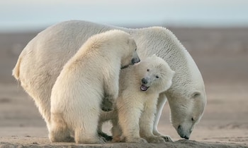 Un oso polar adulto junto a dos crías sobre un terreno llano de tierra