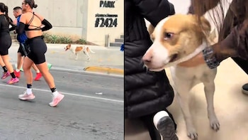 Perrita maratonista que corrió 42