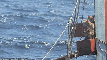 En imágenes: Héroe desafía la