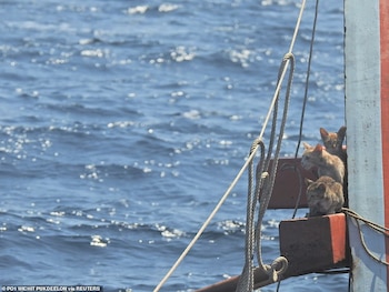 Los cuatro gatos se quedaron atrás en el barco que se hundía. Cuando los tripulantes de la marina tailandesa vieron por primera vez a los animales angustiados, se habían acurrucado en una gran tabla de madera lejos de las llamas.