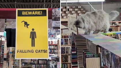 La librería donde los gatos caen del techo en busca de un hogar