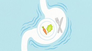 Ilustración plana de un estómago blanco. Dentro, un plato con zanahoria y lechuga, y cubiertos cruzados. Ondas azules lo rodean sobre fondo celeste.