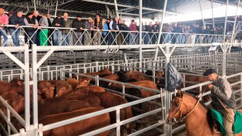 La ganadería se llenó de