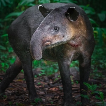 La cacería furtiva y la destrucción de hábitat por minería ilegal amenazan directamente a las poblaciones de jaguar que habitan en la Península de Osa (Cortesía: Parque Nacional Corcovado).