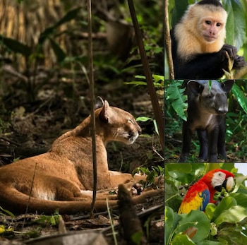 La presión de las actividades ilícitas desplaza a felinos como el puma de sus áreas habituales de caza hacia zonas de mayor conflicto (Cortesía: Osa Travels).