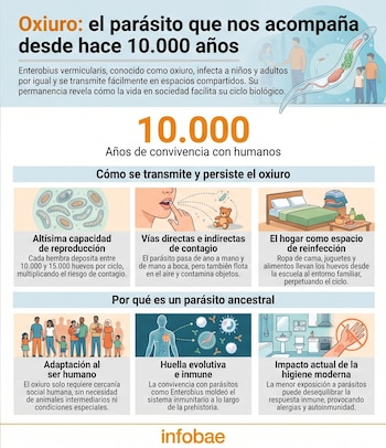 Infografía detallada sobre el oxiuro (Enterobius vermicularis), mostrando su ciclo de vida, huevos, transmisión, reinfección en el hogar y adaptación humana.