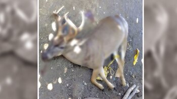 Líderes indígenas denuncian la caza